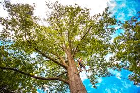 Best Fruit Tree Pruning  in Aurora, IL