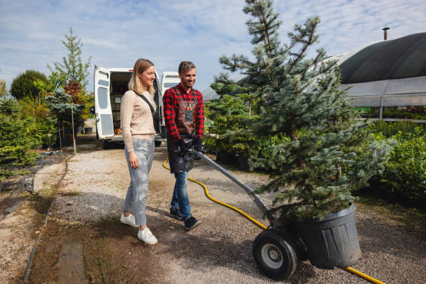 How Our Tree Care Process Works  in  Aurora, IL