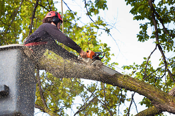 Best Palm Tree Trimming  in Aurora, IL