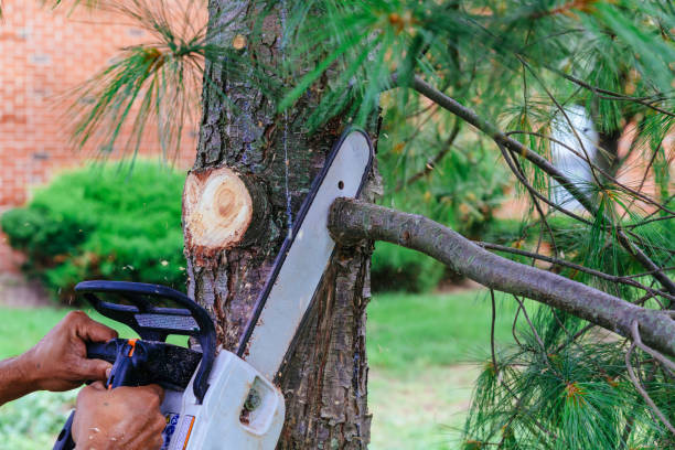 Best Arborist Consultation Services  in Aurora, IL